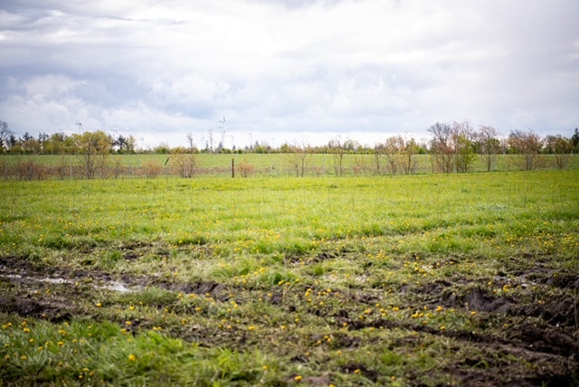 DENKRIESEN und Müller engagieren sich für Klimaschutz mit Aufforstungsprojekt in Schleswig-Holstein